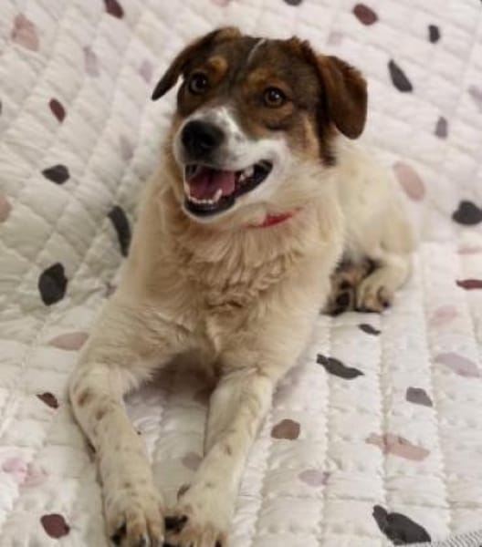 Nala sucht ihr Für immer Zuhause