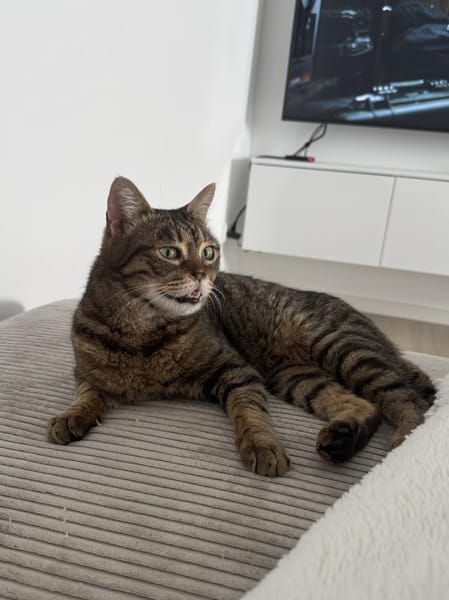 Sozialer Kater PEPPINO sucht Zuhause!
