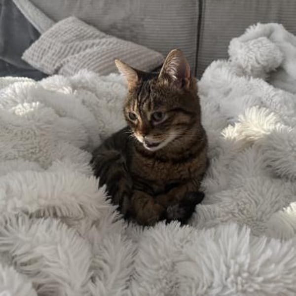 Sozialer Kater PEPPINO sucht Zuhause!
