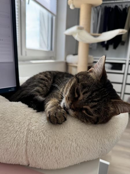 Sozialer Kater PEPPINO sucht Zuhause!