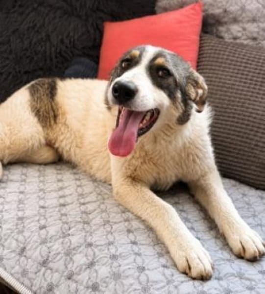 Ella - große Kuschelmaus