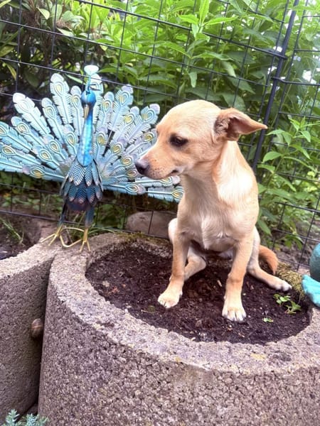 Abby ein kleines Pinschermix Mädchen