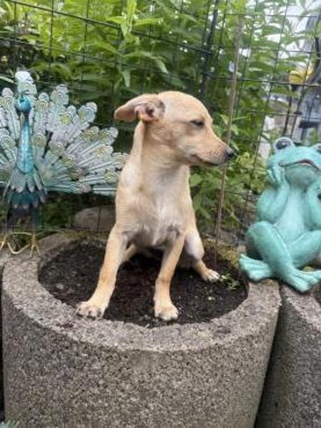 Abby ein kleines Pinschermix Mädchen