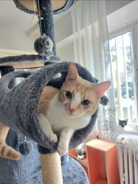 Stephan Freundlicher Kater sucht Familie