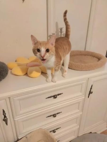 Stephan Freundlicher Kater sucht Familie