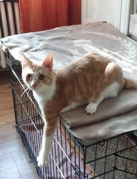 Stephan Freundlicher Kater sucht Familie