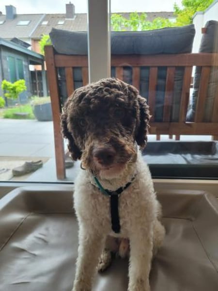 Tobi Lagotto Romagnolo auf Pflegestelle