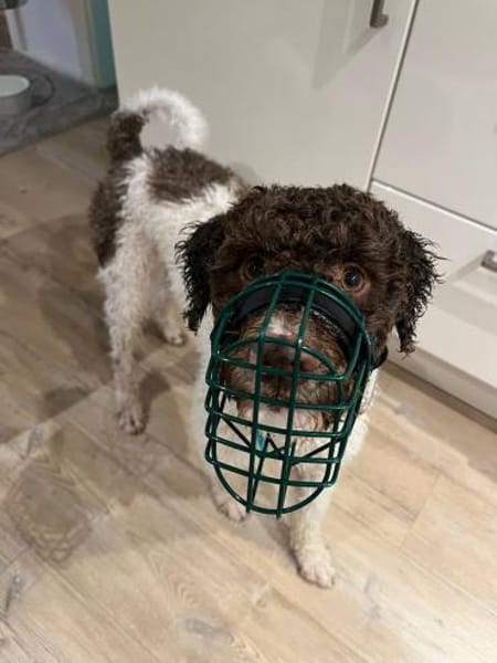 Tobi Lagotto Romagnolo auf Pflegestelle