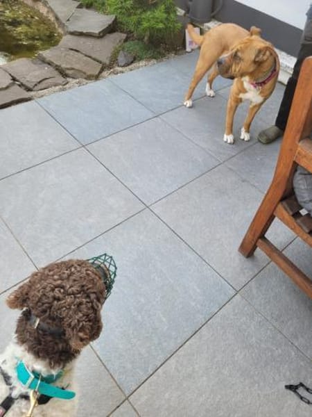 Tobi Lagotto Romagnolo auf Pflegestelle