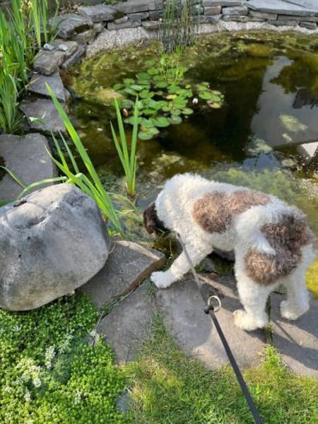 Tobi Lagotto Romagnolo auf Pflegestelle