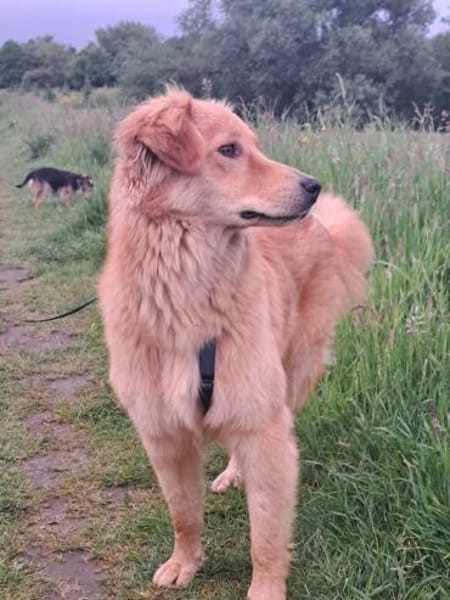 Simba sucht erneut seinen Platz
