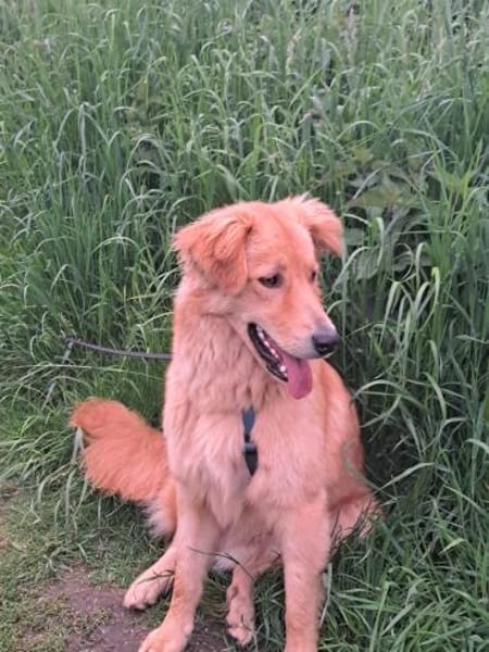 Simba sucht erneut seinen Platz