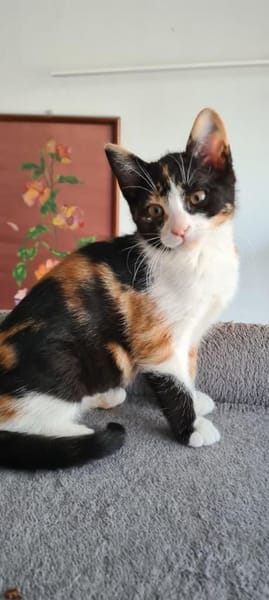 Minnie und Elsa aus dem Tierschutz