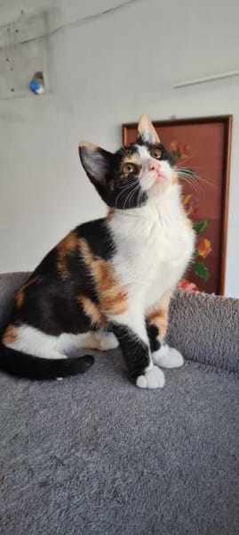 Minnie und Elsa aus dem Tierschutz