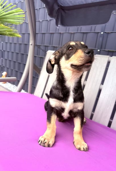 Rory ein Tolles Kerlchen