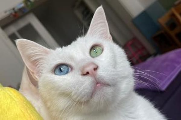 Moon & Bowie