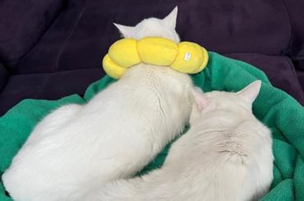 Moon & Bowie