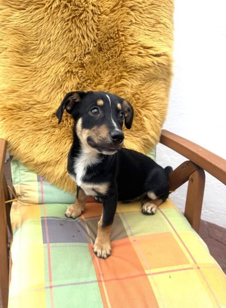 Kleiner Pinscher Dackel Mix