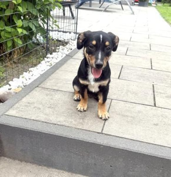 Kleiner Pinscher Dackel Mix