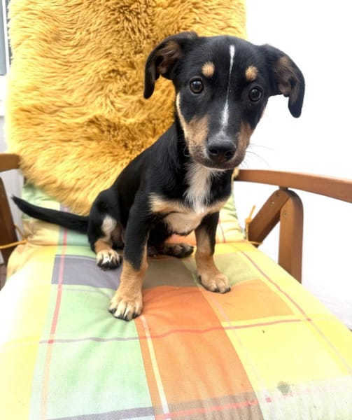 Kleiner Pinscher Dackel Mix