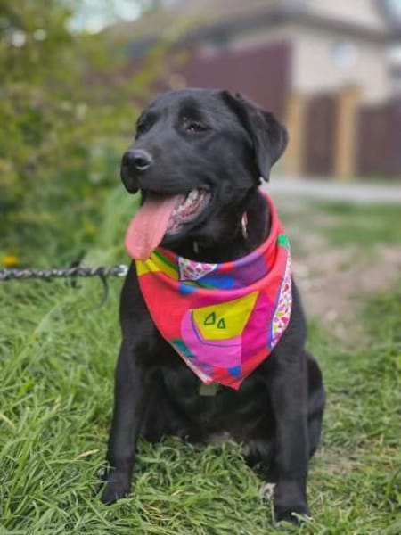 Polly , 1-jährige Labi mix