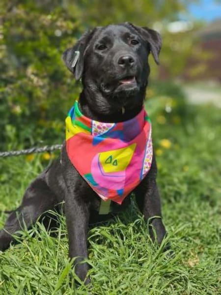 Polly , 1-jährige Labi mix