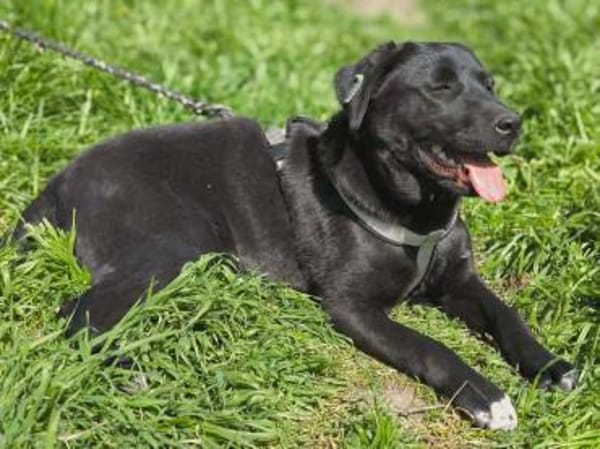 Polly , 1-jährige Labi mix