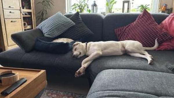 Mylo auf der Suche nach dem Glück