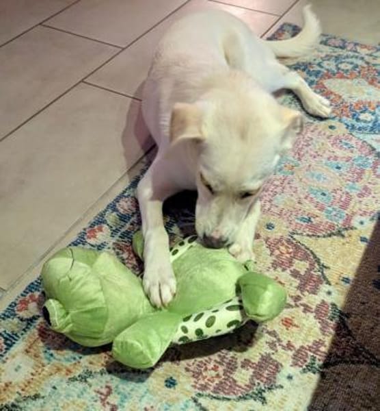 Mylo auf der Suche nach dem Glück