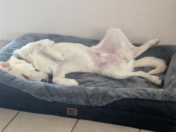 Mylo auf der Suche nach dem Glück