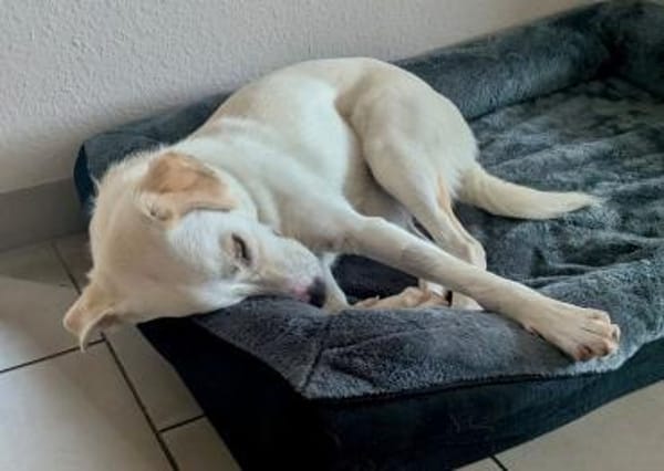Mylo auf der Suche nach dem Glück