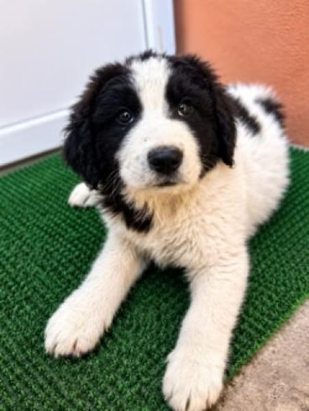 Welpe Rocco sucht sein Heim