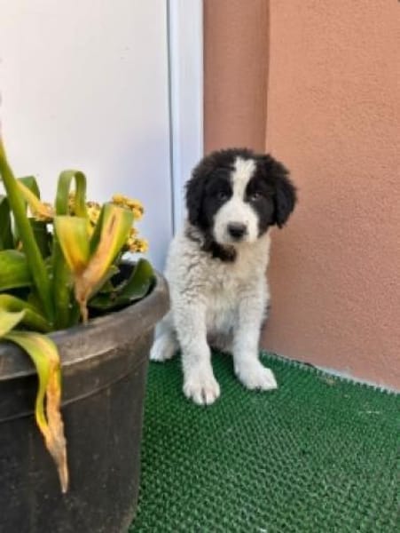 Welpe Rocco sucht sein Heim