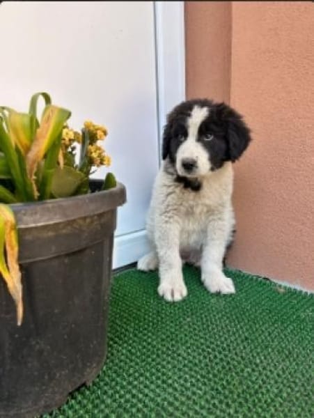 Welpe Rocco sucht sein Heim