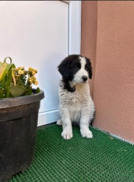 Welpe Rocco sucht sein Heim