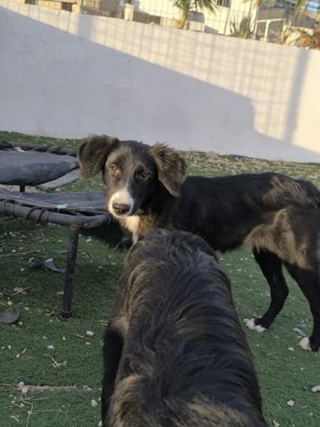 Lupo