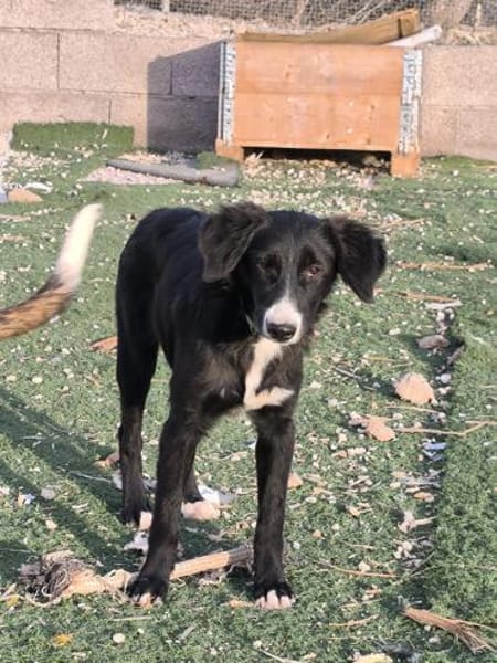 Lupo