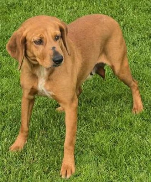 Felicity -Angsthund,lieb und sanft-