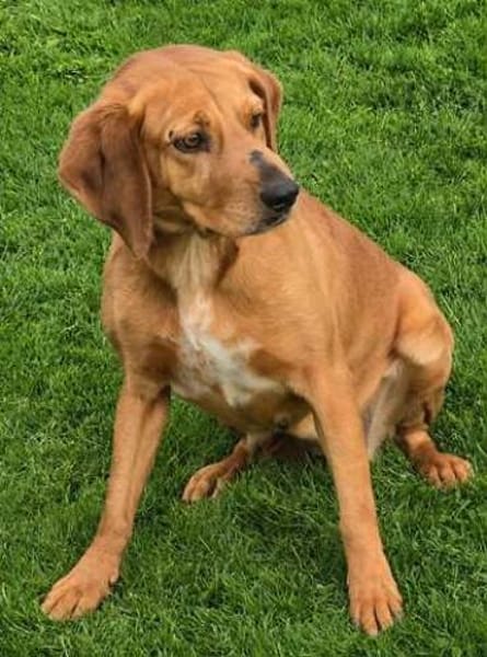 Felicity -Angsthund,lieb und sanft-
