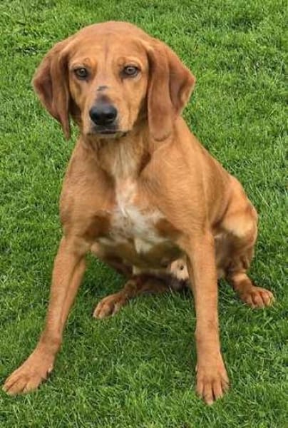 Felicity -Angsthund,lieb und sanft-
