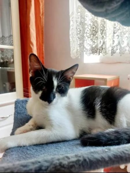 Thea ein Freundliches Katzenmädel