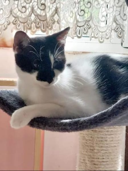 Thea ein Freundliches Katzenmädel