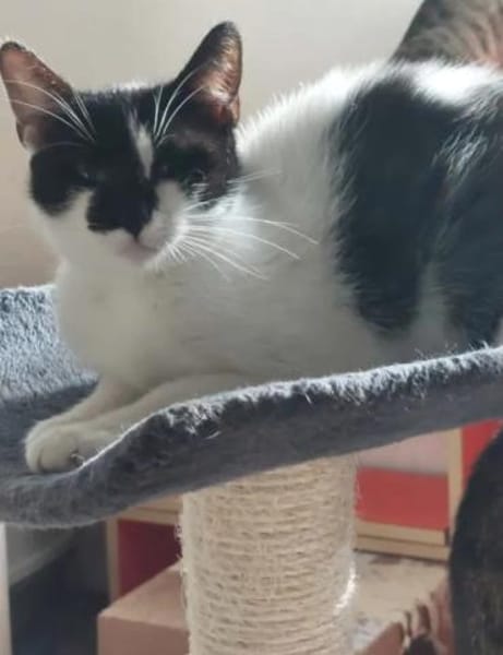 Thea ein Freundliches Katzenmädel
