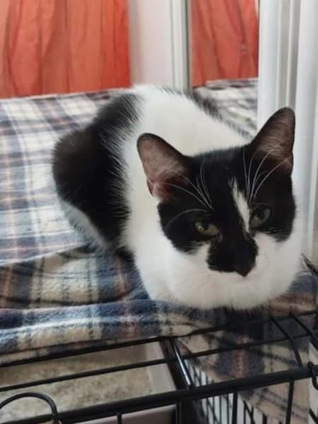 Thea ein Freundliches Katzenmädel