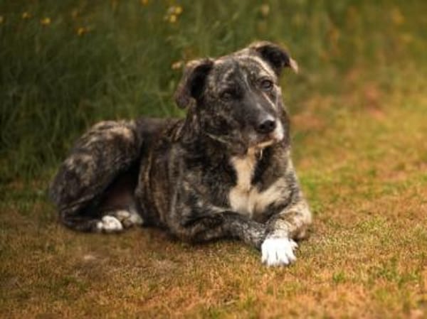 Nano sucht passende Familie
