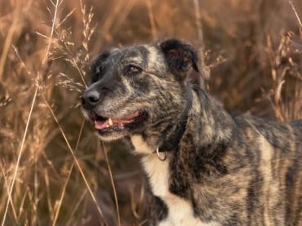 Nano sucht passende Familie
