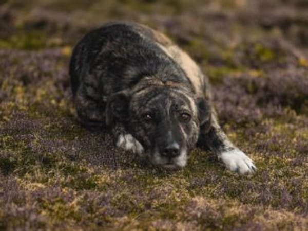 Nano sucht passende Familie