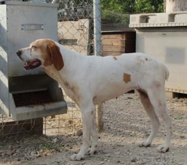 Sienna, geb. ca. 07/2023, 67735 Mehlbach