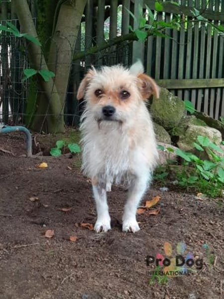 Suzie auf Pflegestelle in Tangstedt
