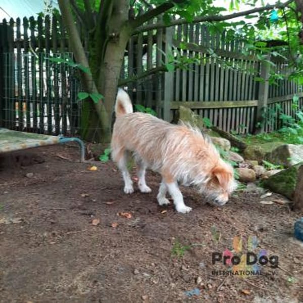 Suzie auf Pflegestelle in Tangstedt